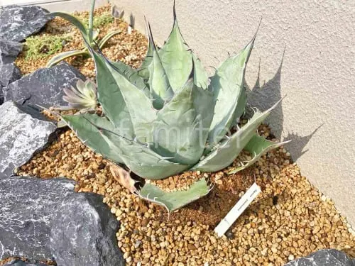 下草 植栽