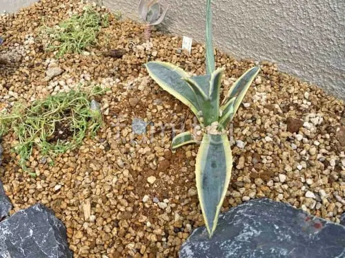 下草 植栽