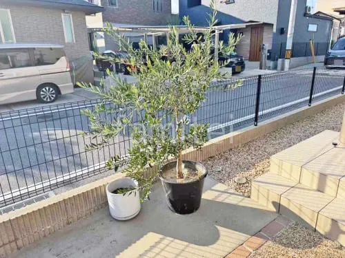 既存植栽植え替え