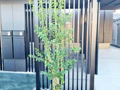 シンボルツリー ソヨゴ 常緑樹 植栽