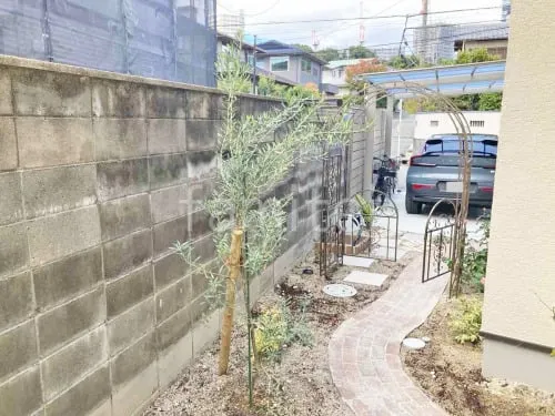 シンボルツリー オリーブ 常緑樹 植栽