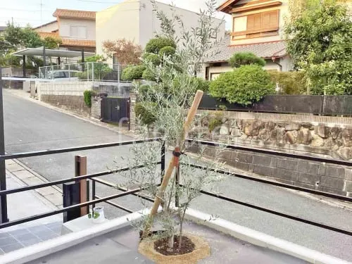シンボルツリー オリーブ 常緑樹 植栽
