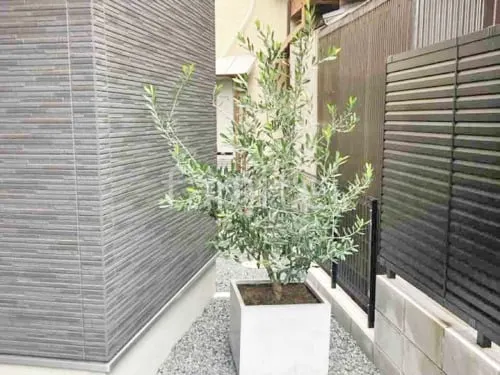 既存オリーブ移設