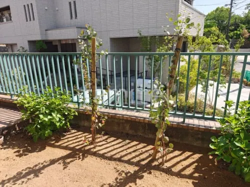 植栽 低木 シンボルツリー ユーカリポポラス