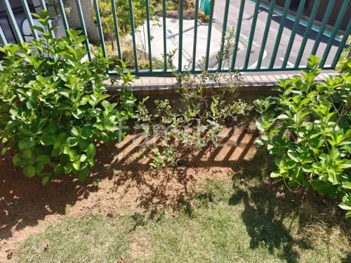 植栽 低木