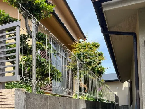 本体色 プラチナステン