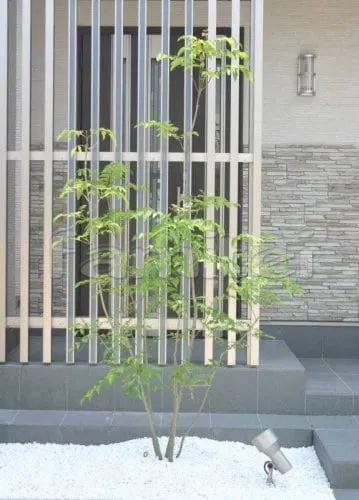 シンボルツリー:シマトネリコ常緑樹