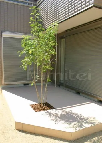 シンボルツリー:シマトネリコ タイルデッキ