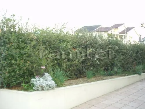 植栽の手入れ前