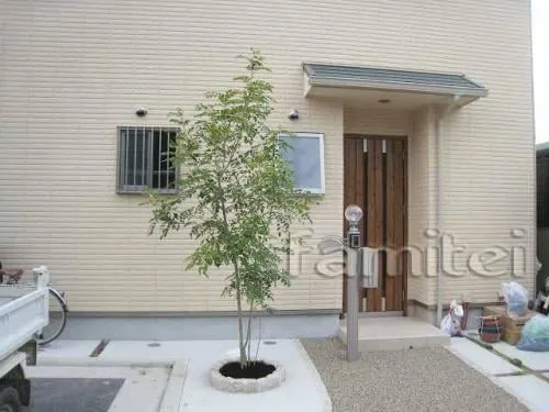 シンボルツリー　シマトネリコ(常緑樹)