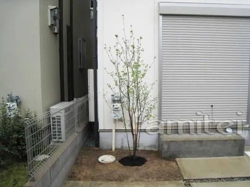 シンボルツリー(エゴノキ)