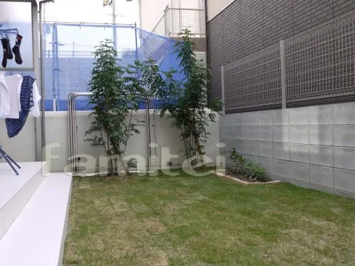 植栽　常緑シマトネリコ　　境界フェンス