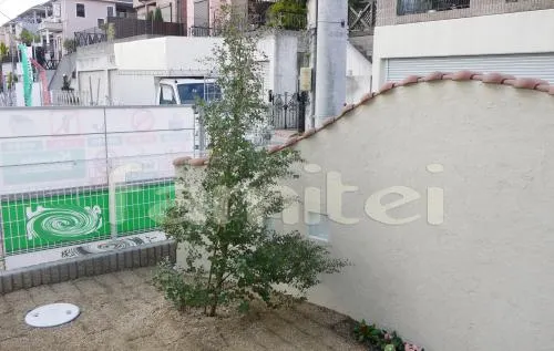 シンボルツリー 常緑ユーカリ