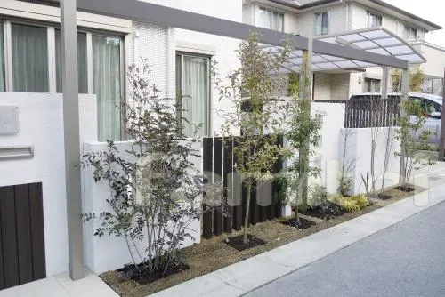 シンボルツリー　常緑シマトネリコ、ヤマボウシホンコンエンシス、ソヨゴ、落葉エゴノキ