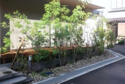 植栽工事 シマトネリコ ヤマボウシ シンボリツリー