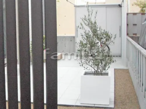 シンボルツリー オリーブ 常緑樹 植栽 プランター