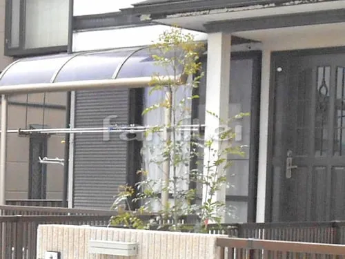 シンボルツリー シマトネリコ 常緑樹 植栽