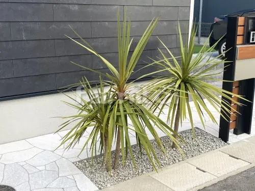 シンボルツリー ドラセナ 植栽 常緑樹