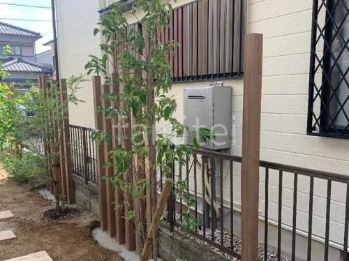 シンボルツリー   ホンコンエンシス 