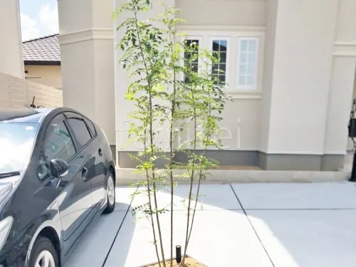 シンボルツリー   シマトネリコ 