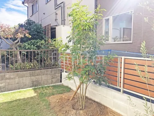 大苗！希少！ユーカリの木 ポポラス 3m 越え！ シンボルツリー 外構