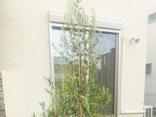 シンボルツリー オリーブ 常緑樹 植栽