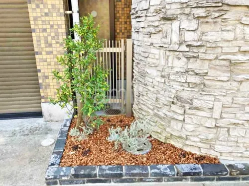 シンボルツリー タイサンボク リトルジェム 常緑樹 植栽