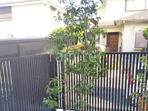 シンボルツリー ソヨゴ 常緑樹 植栽