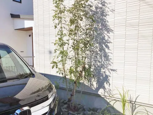 シンボルツリー シマトネリコ