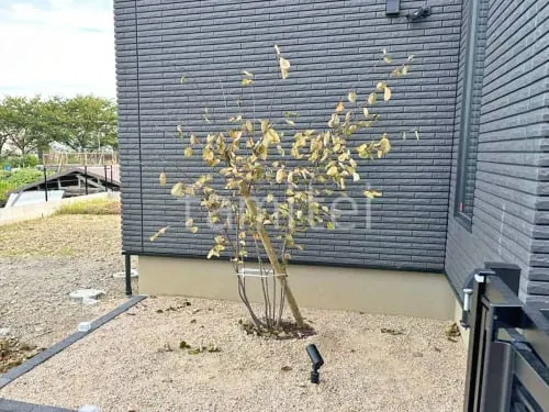 シンボルツリー ジューンベリー