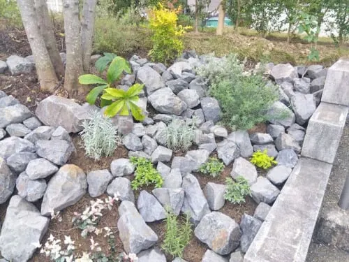 ロックガーデン 黄山石