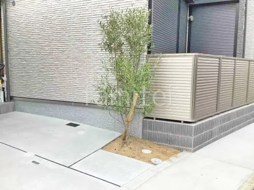 シンボルツリー オリーブ 常緑樹 植栽