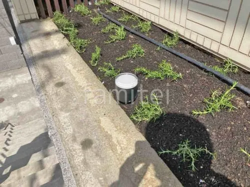 下草 ローズマリー 植栽