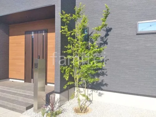 シンボルツリー イロハモミジ 落葉樹 植栽