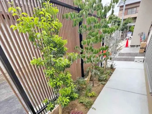 シンボルツリー ハナミズキ オリーブ ソヨゴ