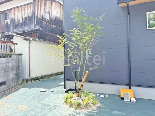 シンボルツリー イロハモミジ 落葉樹 植栽