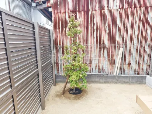 シンボルツリー   ホンコンエンシス 