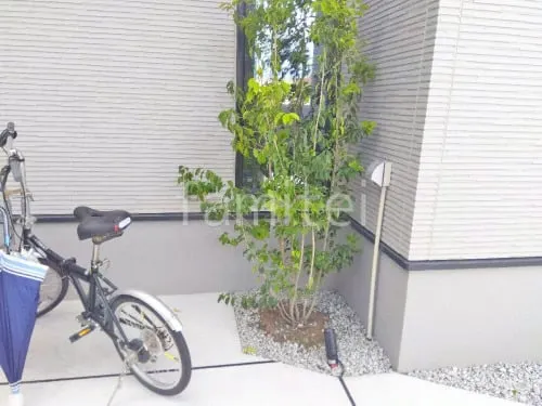 シンボルツリー ソヨゴ 常緑樹 植栽