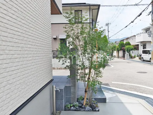 シンボルツリー 落葉樹 アオダモ 植栽