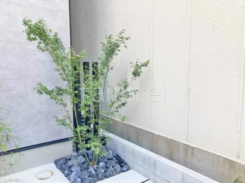 シンボルツリー イロハモミジ 落葉樹 植栽