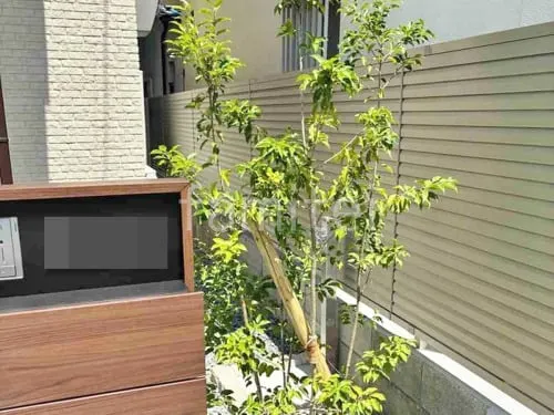 シンボルツリー ソヨゴ 常緑樹 植栽