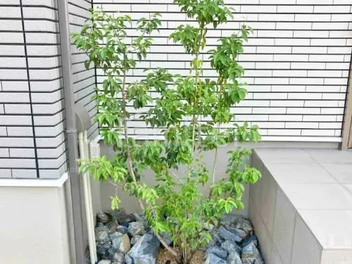 シンボルツリー ソヨゴ 常緑樹 植栽 ロックガーデン 栗石敷き