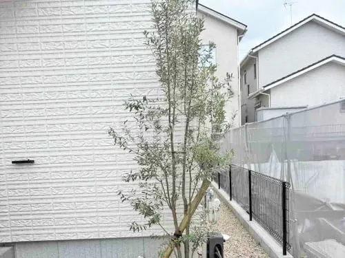 シンボルツリー オリーブ 常緑樹 植栽