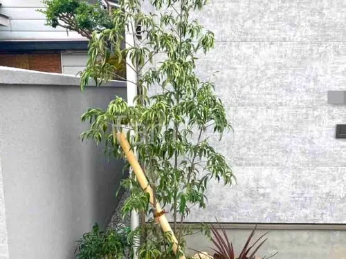 シンボルツリー   ホンコンエンシス 