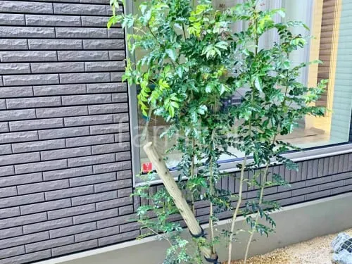 シンボルツリー   シマトネリコ 