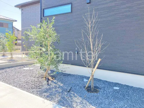 シンボルツリー オリーブ アオダモ