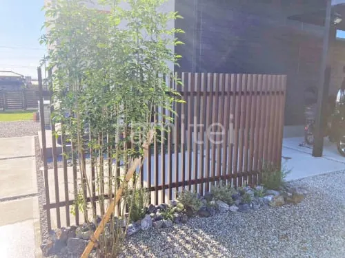 シンボルツリー   シマトネリコ 