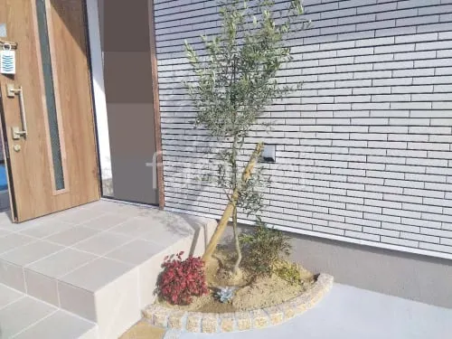 シンボルツリー オリーブ 常緑樹 植栽