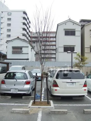 東大阪市の植栽工事　ケヤキ（落葉樹）