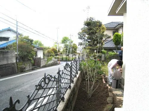 姫路市　 シンボルツリー 常緑樹シマトネリコ